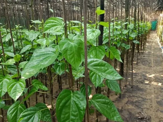 ମୁଖ୍ୟମନ୍ତ୍ରୀ କୃଷି ଉଦ୍ୟୋଗ ଯୋଜନାରେ ସାମିଲ ହେଲା ପାନଚାଷ: ଚାଷୀଙ୍କୁ ମିଳିବ ଆର୍ଥିକ ସହାୟତା