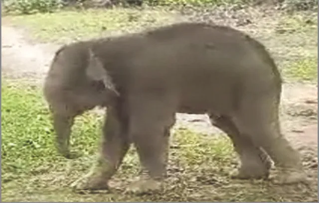 ହାତୀ ଆକ୍ରମଣରେ ମହିଳା ମୃତ