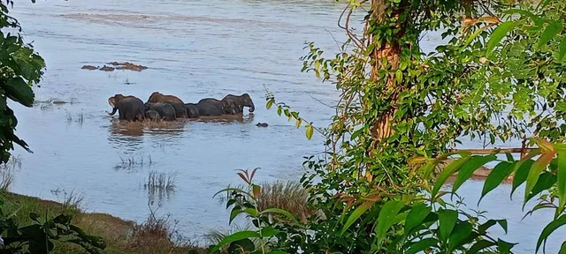 ତେଲ ନଦୀରେ ମଝିରେ ଅଟକି ରହିଛନ୍ତି ହାତୀପଲ