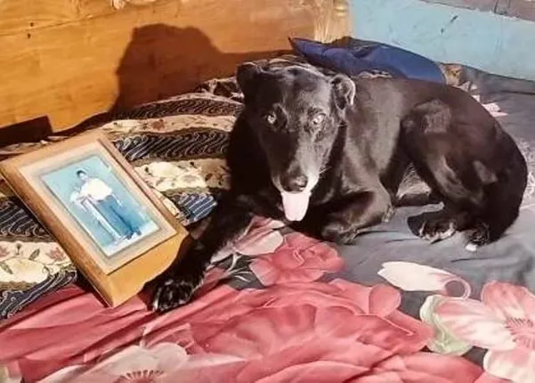 ମାଲିକଙ୍କ ମୃତ୍ୟୁ ପରେ ଝୁରୁଛି ପୋଷା କୁକୁର: ଶବ ନିକଟରେ ବସି କାନ୍ଦୁଥିଲା, ଏବେ ଶ୍ମଶାନକୁ ଯାଇ ଖୋଜୁଛି