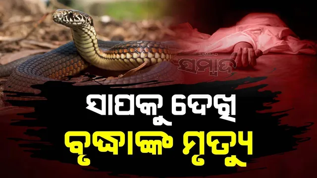 ସାପକୁ ଦେଖି ଭୟଭୀତ ହୋଇ ଟଳି ପଡ଼ିଲେ ବୃଦ୍ଧା, ଉଡ଼ିଗଲା ପ୍ରାଣ ବାୟୁ