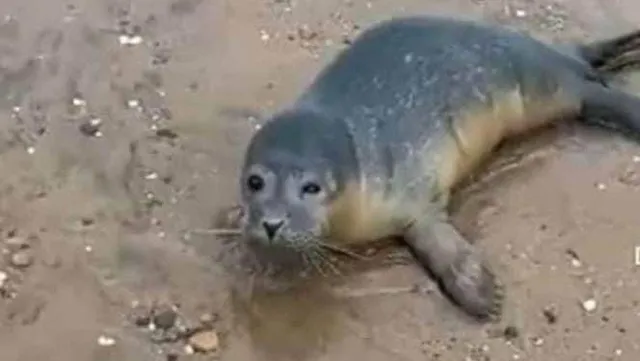 ଅଙ୍ଗନଦୀରେ ବିରଳ ପ୍ରଜାତିର ମାଛ