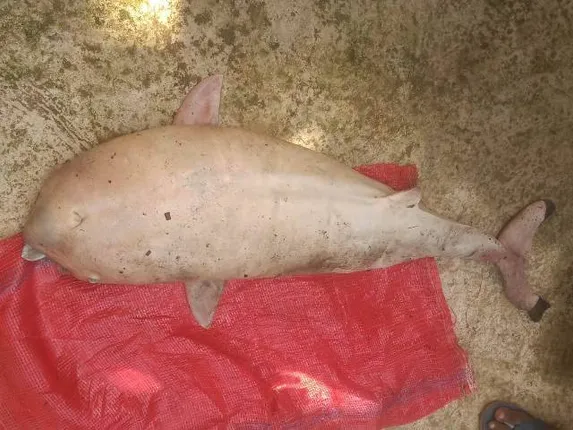 ଚିଲିକାରୁ ମୃତ ଡଲଫିନ ଛୁଆ ଉଦ୍ଧାର