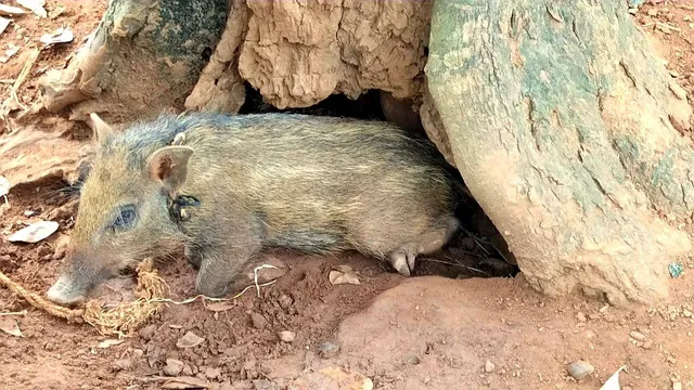 ଗାଁରେ ବନ୍ଧାପଡୁଛନ୍ତି ବନ୍ୟପ୍ରାଣୀ, ପୋଷା ମାନୁଛନ୍ତି ବାର୍‌ହା