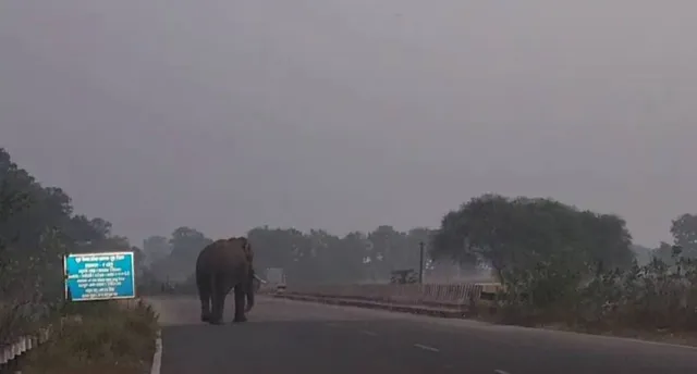 ହାତୀ ଆକ୍ରମଣରେ ଦୁଇ ଜଣଙ୍କର ମୃତ୍ୟୁ