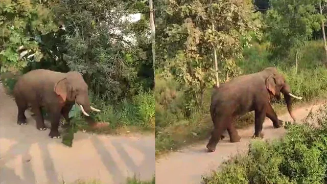 ସହର ଭିତରେ ଦନ୍ତା: ଲୋକେ ଭୟଭୀତ, ମହୁଲ ପୋଚ ଖାଇଲା ହାତୀ