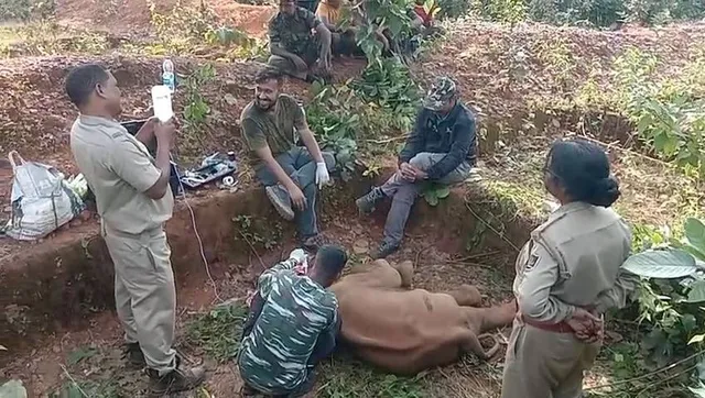 ଚିକିତ୍ସାଧୀନ ଅବସ୍ଥାରେ ହାତୀଛୁଆର ଚାଲିଗଲା ଜୀବନ