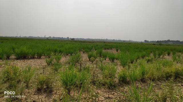 ଖୋର୍ଦ୍ଧା ଜିଲ୍ଲାର ୮ ବ୍ଲକରେ ଚାଷ ଜମି ଶୁଖିଲା, ଚିନ୍ତାରେ ଚାଷୀକୁଳ