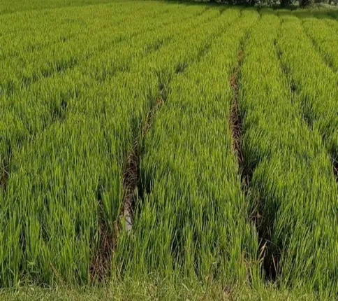 ଧାନଗଛରେ କାଣ୍ଡବିନ୍ଧା ପୋକ, ଚିନ୍ତାରେ ଚାଷୀ 