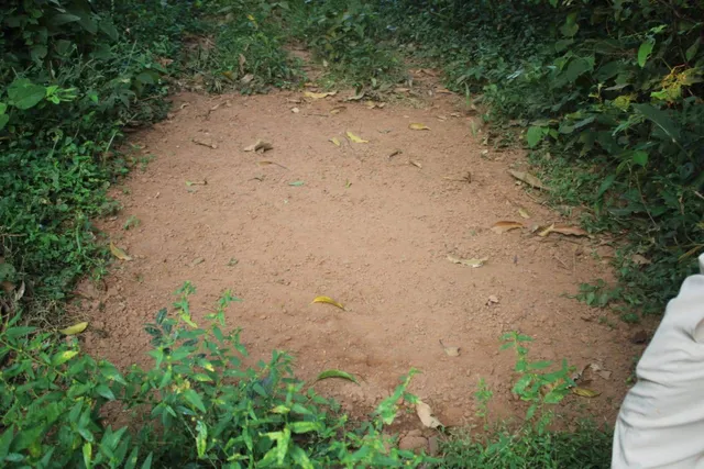 ଖୋର୍ଦ୍ଧା ବନଖଣ୍ଡରେ ବାଘ ଗଣନା ଶେଷ: ୭୧ଟି ବିଟ୍‌ରେ ପ୍ରସ୍ତୁତ ହୋଇଥିଲା ପ୍ରାୟ ୧୪୦୦ଟି ପିଆଇପି