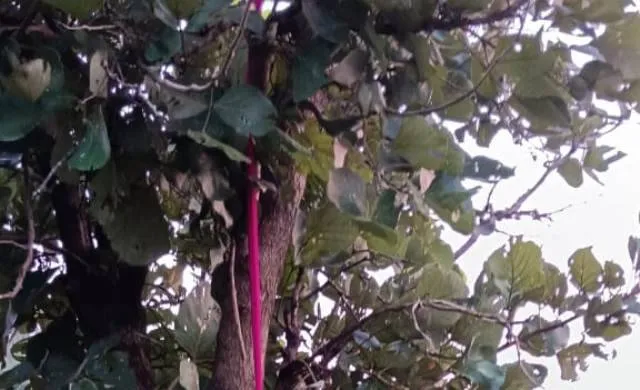 ବିନିକାରେ ଚାଞ୍ଚଲ୍ୟ: ଗଛରେ ଝୁଲୁଛି ମହିଳାଙ୍କ ମୃତଦେହ