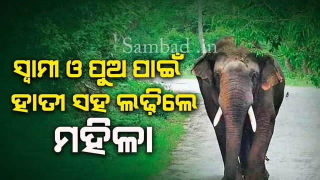ହାତୀ ଆକ୍ରମଣରୁ ସ୍ୱାମୀ ଓ ପୁଅକୁ ବଞ୍ଚାଇବାକୁ ଯାଇ ମହିଳା ଗୁରୁତର, କଟକ ସ୍ଥାନାନ୍ତର