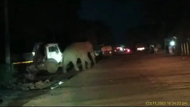 ବାଟବଣା ହାତୀ: ଆଶ୍ରୟ ଖୋଜି ବୁଲୁଛି ଦନ୍ତା