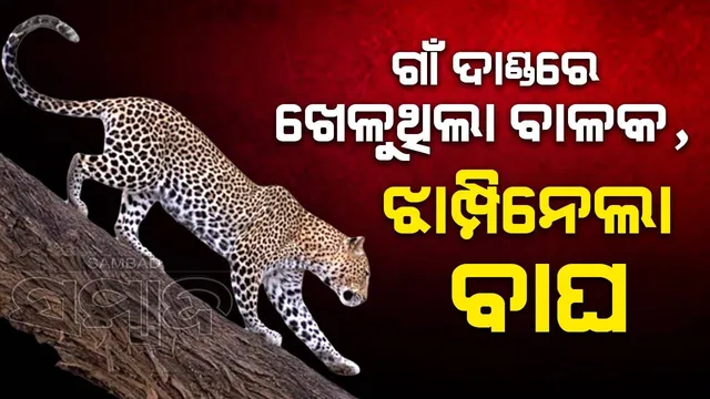 ଗାଁ ଦାଣ୍ଡରେ ଖେଳୁଥିବା ସମୟରେ ୮ ବର୍ଷ ବୟସର ବାଳକକୁ ଟେକିନେଲା କଲରାପତରିଆ, ଜଙ୍ଗଲରୁ ମୃତଦେହ ଉଦ୍ଧାର