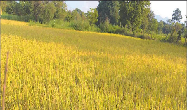 ପଦ୍ମପୁର ଉପଖଣ୍ଡରେ ଚାଷୀ ଦୁର୍ଦ୍ଦଶା: ଧାନ କ୍ବିଣ୍ଟାଲ୍‌ ୧୪ଶହରେ ବିକ୍ରି