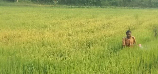 ଧାନଫସଲରେ ଚକଡ଼ା ପୋକ: ଚିନ୍ତାରେ ଚାଷୀ, କୃଷି ଅଧିକାରୀଙ୍କ ଦେଖାନାହିଁ