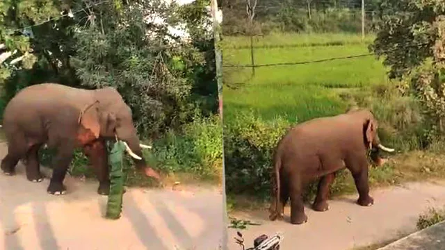 ଗାଁରେ ବୁଲିଲା ଦନ୍ତା, ହାତୀ ସହିତ ସେଲ୍‌ଫି ନେଲେ ଲୋକେ