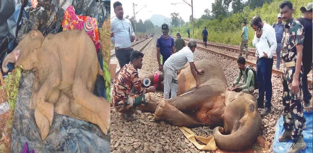 ଟ୍ରେନ୍‌ ଧକ୍କାରେ ମାଈହାତୀର ମୃତ୍ୟୁ, ଅସୁସ୍ଥ ହାତୀ ଶାବକ ଆଖିବୁଜିଲା