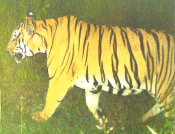 ଆନ୍ଧ୍ର ମହାବଳ ଓଡ଼ିଶାରେ: ଗଜପତିରେ ଜାଗା ବଦଳାଇ ଘୂରି ବୁଲୁଛି