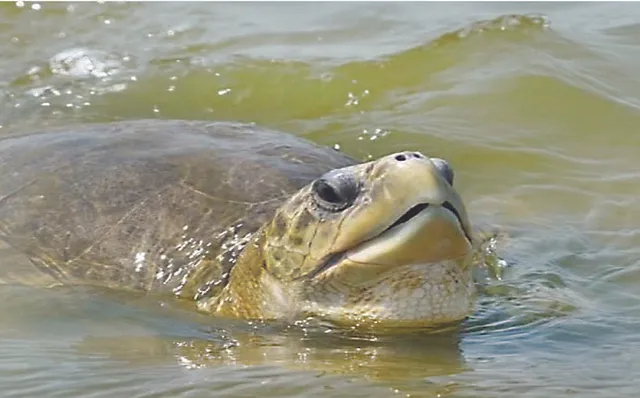 ଓଡ଼ିଶା ଉପକୂଳମୁହାଁ ଅଲିଭ୍‌ ରିଡ୍‌ଲେ: ଅପେକ୍ଷାରେ ଋଷିକୁଲ୍ୟା ମୁହାଣ ବାଲୁକାଶଯ୍ୟା