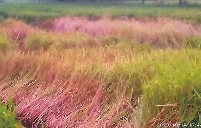 ନୂଆପଡ଼ାରେ ମାଡ଼ିଲାଣି ଚକଡ଼ା, ଚିନ୍ତାରେ ଚାଷୀ