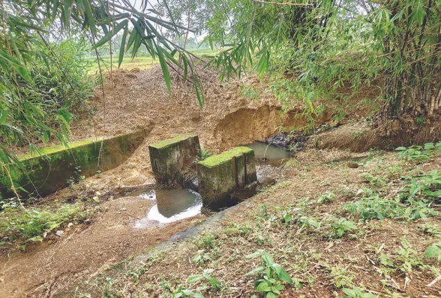 ଏବେ ଶୁଖିଲା ପଡ଼ିଛି ଧାନବିଲ: ଆଶ୍ୱିନରେ ଫୁଲ ଉଡ଼ାଉନାହିଁ ଧାନଗଛ