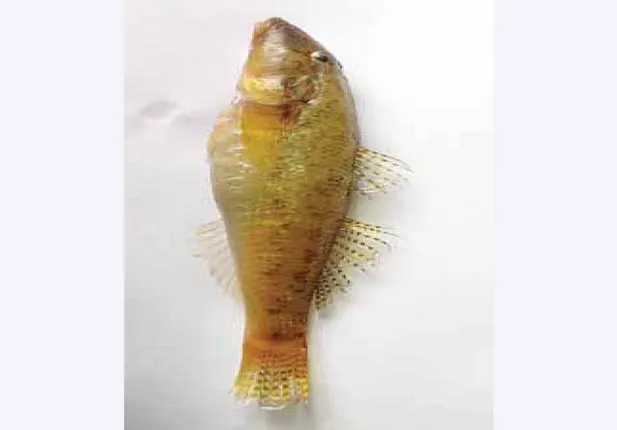 ସୋନପୁରରେ ନୂଆ ପ୍ରଜାତିର ମାଛ ଚିହ୍ନଟ: ବ୍ରହ୍ମପୁର ବିଶ୍ୱବିଦ୍ୟାଳୟ ପ୍ରାଣୀବିଜ୍ଞାନ ବିଭାଗର ସଫଳତା