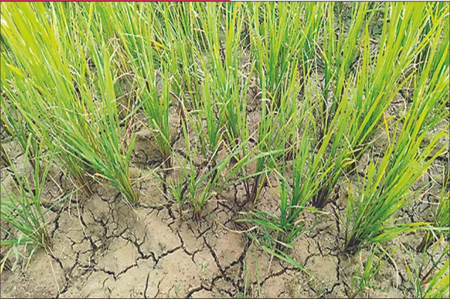 ଅଢ଼େଇ ସପ୍ତାହ ହେଲା ବର୍ଷା ଗାଏବ୍‌: ଥୋଡ଼ ବାହାରିବା ସମୟରେ ଜମିରେ ପାଣି ନାହିଁ