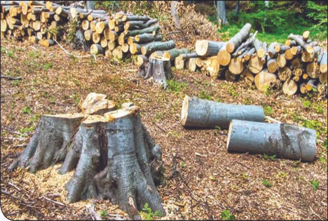 ବିକାଶ ପାଇଁ ଗଛ କାଟୁଛନ୍ତି, ଲଗାଉ ନାହାନ୍ତି: ୮୯ଲକ୍ଷ ବଦଳରେ ଲାଗିଛି ୪୭ ଲକ୍ଷ ୨୩ ହଜାର