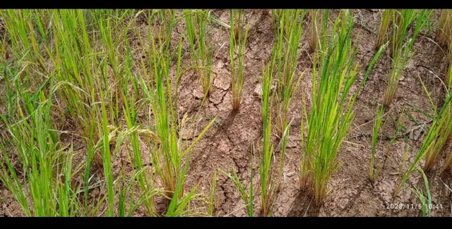 ସ୍ୱଳ୍ପ ବୃଷ୍ଟିପାତ: ଝରିଗାଁରେ ୪୦ ପ୍ରତିଶତ ଧାନ ଅମଳ କମିବା ଆଶଙ୍କା