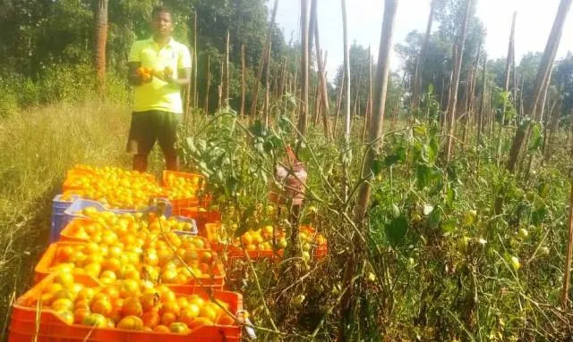 ଉପାନ୍ତ ଅଞ୍ଚଳବାସୀଙ୍କୁ ଟମାଟୋ ଦେଇଛି ଜୀବିକା