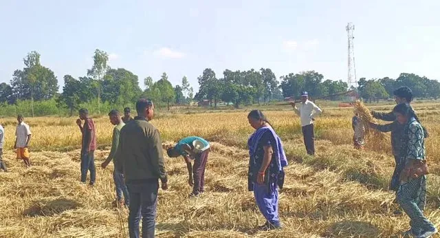 ଓଡ଼ିଶା ସୀମାନ୍ତରେ ପୁଣି ପଶିଲେ ହାତୀ: ଅମଳ ଫସଲ ନଷ୍ଟ କଲେ