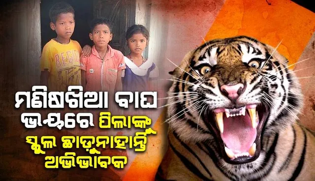 ମାତିଛି ମଣିଷଖିଆ ବାଘ: ଭୟରେ ସ୍କୁଲ ଓ ଅଙ୍ଗନବାଡ଼ିକୁ ଛାଡୁନାହନ୍ତି ଅଭିଭାବକ