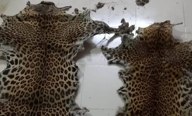 ବାଲିବେରେଣାରୁ ବାଘଛାଲ ଜବତ, ଅଭିଯୁକ୍ତ ଗିରଫ