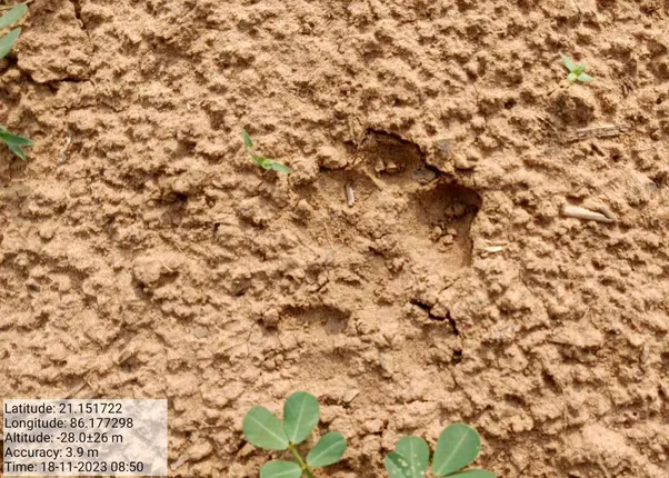 ଆନନ୍ଦପୁରରେ ବାଘର ପାଦଚିହ୍ନ ଠାବ