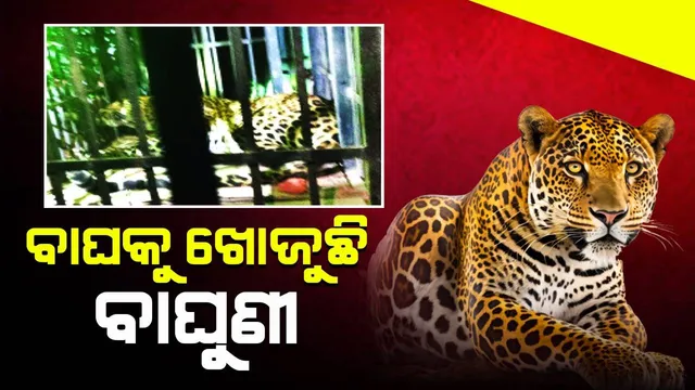 ନୂଆପଡ଼ାରେ ଆଉ ଏକ ବାଘର ପାଦଚିହ୍ନ, ଲୋକେ ଆତଙ୍କିତ