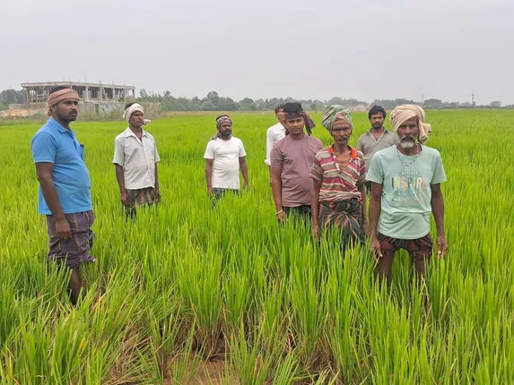 ଟୋଲ୍‌ ଗେଟ୍‌ର ହାଇମାଷ୍ଟ ଲାଇଟ୍‌ରେ ଧାନ ଫସଲ କ୍ଷତିଗ୍ରସ୍ତ