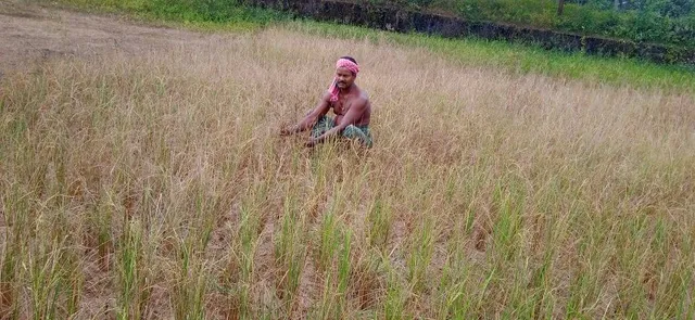 ଖୋର୍ଦ୍ଧାରେ ନିଅଣ୍ଟିଆ ବର୍ଷାଜନିତ ଧାନଫସଲ କ୍ଷତି: ଧାନକ୍ଷେତ ବର୍ଷାରୁ ବଞ୍ଚିତ, ଚାଷୀବୀମାରୁ ବଞ୍ଚିତ ହେବା ଆଶଙ୍କା!