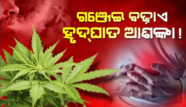 ଗଞ୍ଜେଇ ବଢ଼ାଏ ହୃଦ୍‌ଘାତ ଆଶଙ୍କା!