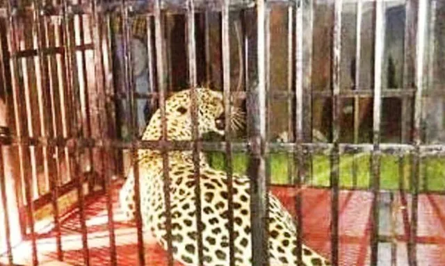 ଯନ୍ତାରେ ପଡ଼ିଲା ମଣିଷଖିଆ ବାଘ: ମହିଳାଙ୍କୁ ମାରି ଖାଇଥିଲା