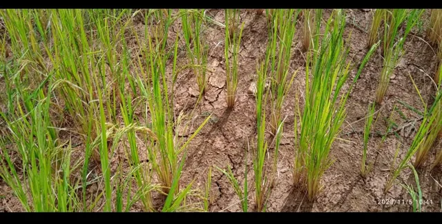 ପ୍ରାଥମିକ ଆକଳନରେ ବର୍ଷା ଅଭାବରୁ ୧୦ ହଜାର ହେକ୍ଟର ଧାନ ଫସଲ ନଷ୍ଟ