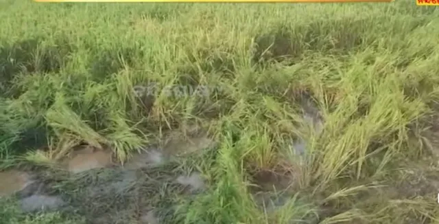 ପୁଣି ମାତିଲେ ହାତୀ: ବ୍ୟାପକ ଧାନ ଫସଲ ନଷ୍ଟ ପରେ କ୍ଷତିପୂରଣ ଦାବି କଲେ ଚାଷୀ