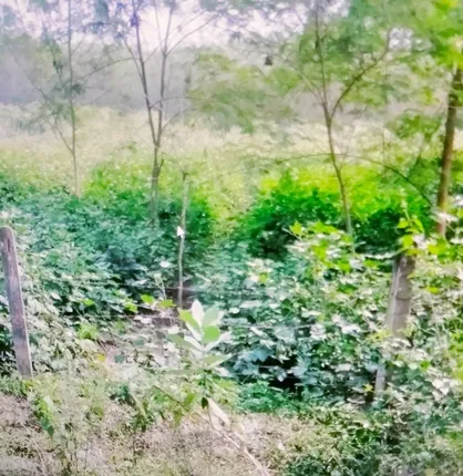 ସାଟେଲାଇଟ ସର୍ଭେରେ ଧରାପଡିଲା ଚାଷୀଙ୍କ କାରନାମା: କପା, ଫୁଲ ,କାଜୁ ସ୍ଥାନରେ ଦର୍ଶାଇଲେ ଧାନ ଚାଷ