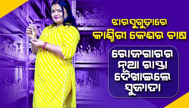 ଝାରସୁଗୁଡ଼ାରେ କାଶ୍ମିରୀ କେଶର ଚାଷ : ରୋଜଗାରର ନୂଆ ରାସ୍ତା ଦେଖାଇଲେ ସୁଜାତା
