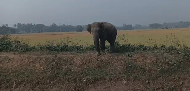 ଦଶରଥପୁରରେ ବଣୁଆ ହାତୀ ଆତଙ୍କ