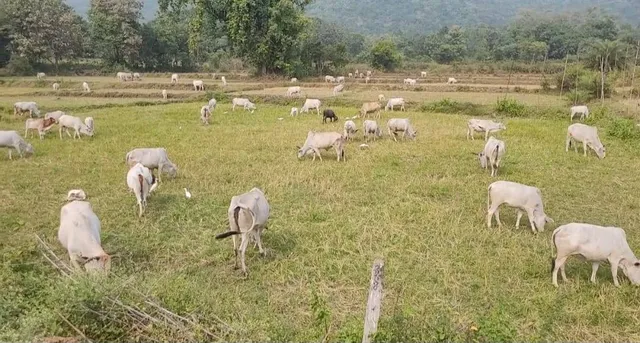 ଉଜୁଡ଼ା କ୍ଷେତକୁ ଗାଈପଲ ଛାଡ଼ିଲେ ଚାଷୀ