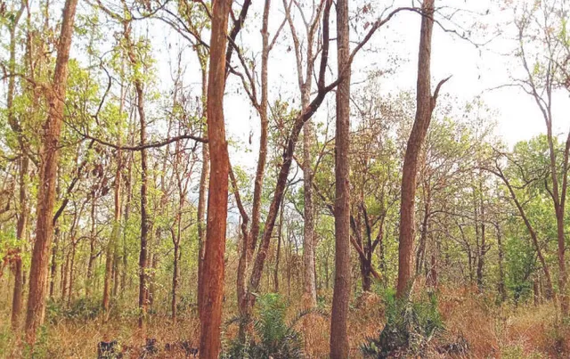 ହାତୀ ଉପଦ୍ରବ ପାଇଁ ଗାଁ ଛାଡ଼ିଛନ୍ତି: ଗ୍ରାମର ନାଁ ଅଛି, ଘର ନାହିଁ କି ନାହାନ୍ତି ଗ୍ରାମବାସୀ