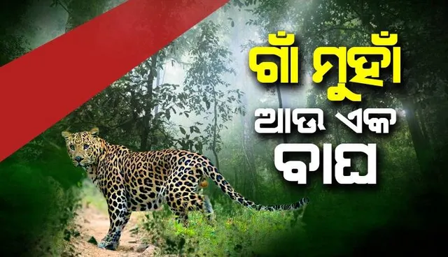 ନୂଆପଡ଼ାରେ ଆଉ ଏକ ବାଘ: କୋଦୋପାଲି ଗ୍ରାମରେ ବନ ବିଭାଗ କର୍ମଚାରୀ