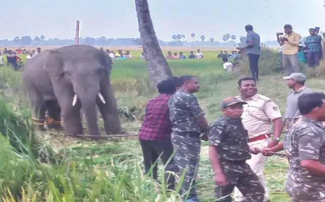 ବାଟବଣା ହାତୀକୁ ବାନ୍ଧିଲା ବନ ବିଭାଗ