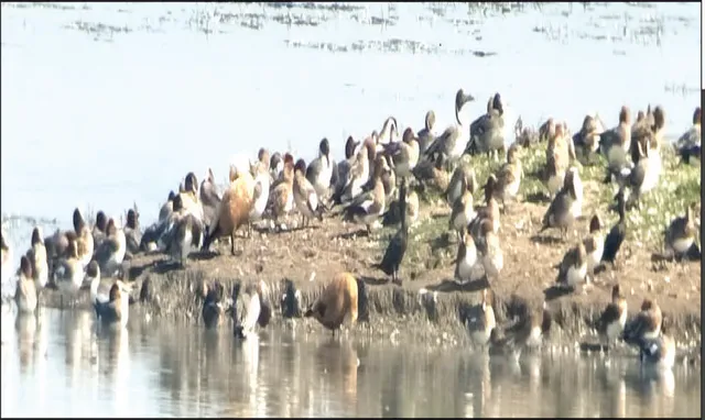 ଚିଲିକାରେ ପକ୍ଷୀ ସମ୍ଭାର: ନଳବଣରେ ବଢ଼ୁଛି ବିଦେଶୀ ପକ୍ଷୀଙ୍କ ଆଗମନ